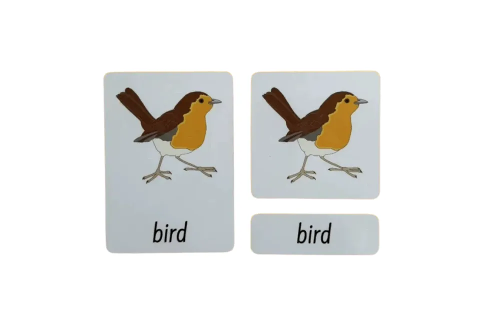 3-Part Language Cards - Parts of a Bird