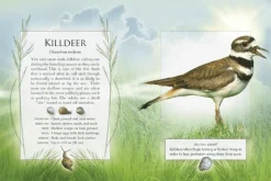 The Little Book of Backyard Bird Songs