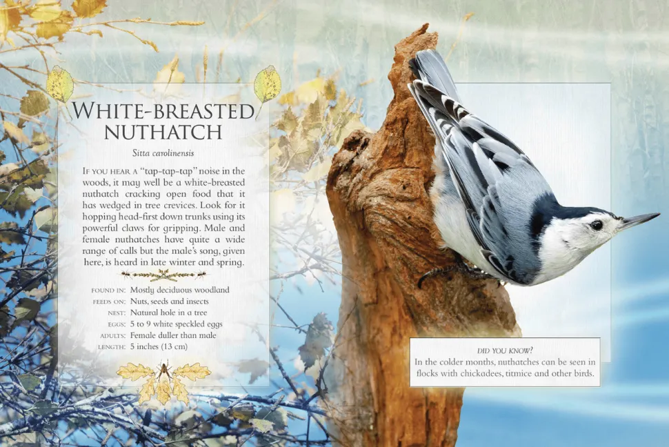 The Little Book of Woodland Bird Songs